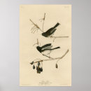 Search for audubon birds posters Vintage
