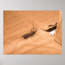 Search for centipede posters Animal