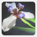 Search for iris flower stickers White