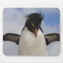 Search for seabird mousepads Eudyptes chrysocome
