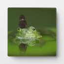 Search for toad picture Nature