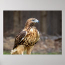 Search for red tailed hawk posters Raptor