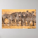 Search for herding posters Nature