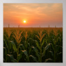 Search for cornfield Landscape
