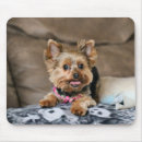 Search for tiny mousepads Photography