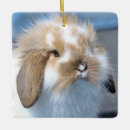 Search for lop rabbit christmas tree decorations Pet