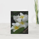 Search for frangipani cards Plumeria