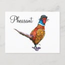 Search for funny pheasant Bird