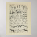 Search for cheval art Equine