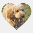 Search for golden doodle dog stickers Poodle