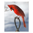 Search for cardinalis posters Northern cardinal