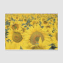 Search for sunflower tissue paper Nature