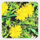 Search for yellow dandelions stickers Nature