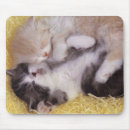 Search for expression mousepads Sayings