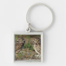 Search for burrowing owl key rings Nobody