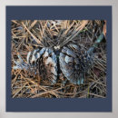 Search for pinecones posters Nature