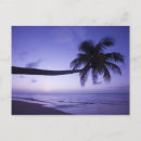 Search for lonely tree postcards Beach