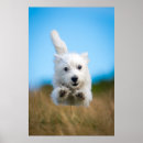 Search for west highland terrier posters Pet