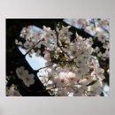 Search for cherries posters Nature