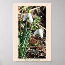 Search for snowdrop art Nature