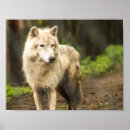 Search for arctic wolf posters Canis lupus arctos