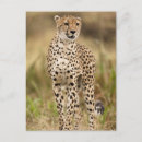 Search for acinonyx jubatus postcards Animal