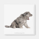 Search for yawning magnets Dog