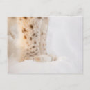 Search for lynxes postcards Snow