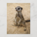 Search for suricates postcards Mongoose