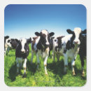 Search for cattle ranching stickers Animals