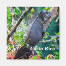 Search for iguanas magnets Funny