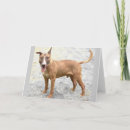 Search for english bull terrier cards Dog