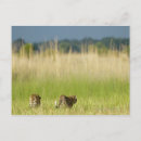 Search for rear view postcards Wildlife