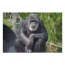Search for chimpanzee monkey posters Chimpanzees