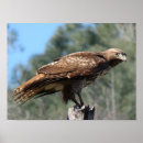 Search for red tailed hawk posters Animal