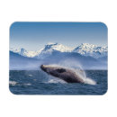 Search for breaching magnets Alaska