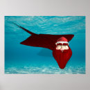 Search for stingray fish posters Manta