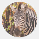 Search for zebra stripe stickers Animals