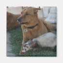 Search for ferret magnets Pets