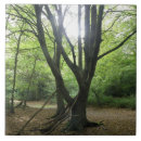 Search for sunshine tiles Trees
