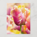 Search for spring bulbs postcards Botany