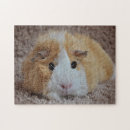 Search for guinea pig puzzles Rodent