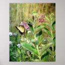 Search for milkweed butterfly posters Nature