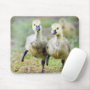 Search for goslings mousepads Animal