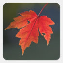 Search for red maple leaf stickers Tree