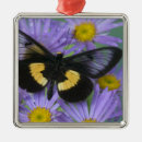 Search for wing christmas tree decorations Entomology