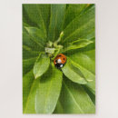 Search for ladybug puzzles Flower