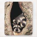 Search for raccoon mousepads Woodland animals