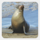 Search for sea lions stickers Wildlife