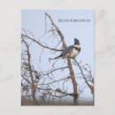 Search for belted postcards Photography